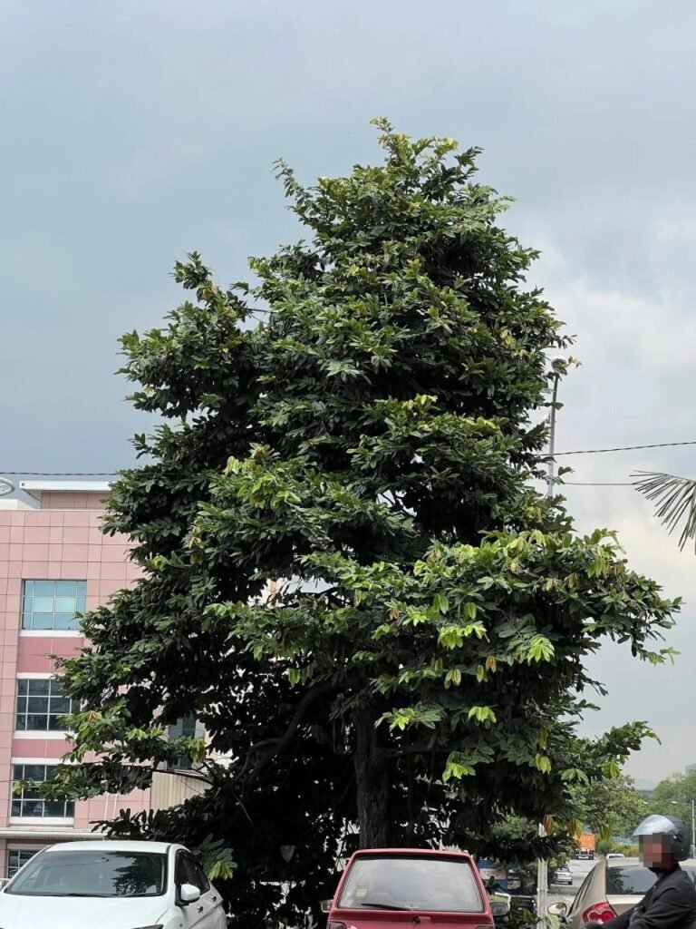 20260110-my-05-061768013758-768x1024 吉隆坡男子在树上居住逾半年 生活困境引发社会关注